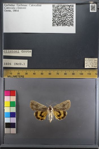 Media type: image;   Entomology 751042